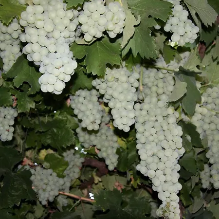 Casa vacanze Casa Duas Fontes *